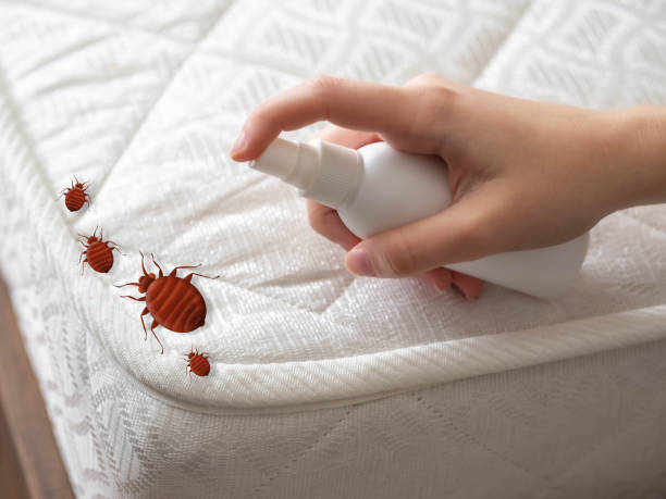 Reliable Bellwood, VA Pest Control Solutions